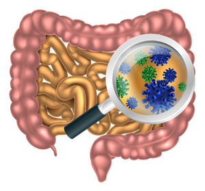 More Evidence on Probiotics for Weight Loss