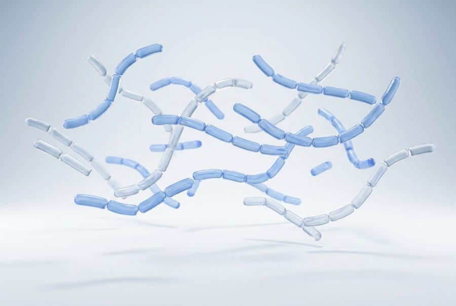 Lactobacillus bulgaricus