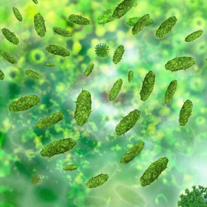 Microbiota 101