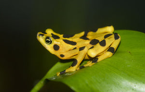 Can Probiotic Bacteria Save an Endangered Frog?