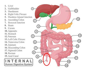 The Appendix Is Useful After All!