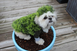 Better Than A Chia Pet – A Probiotic Pet