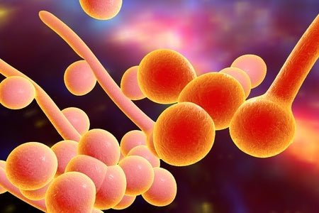 Reducing Fungus While Adding Probiotic Bacteria – A New Approach to Fungus Overgrowth?