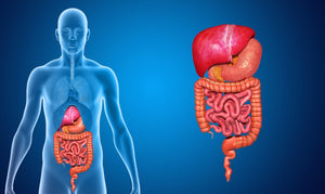 Understanding the Human Digestive System