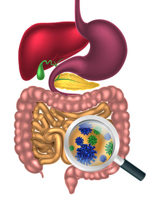 How does the Bacteria in Your Gut Help You Digest Your Food?