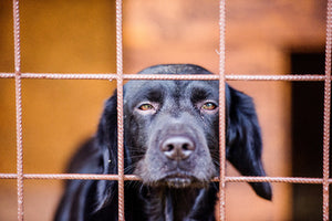 Probiotics Could Help Improve the Incidence of Diarrhea in Dog Shelters