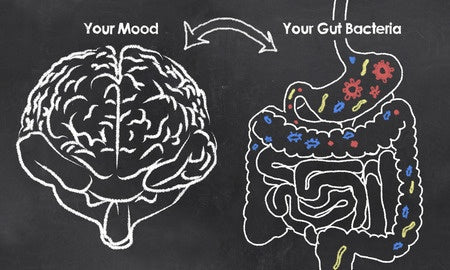 The Latest Research on the Gut-Brain Connection