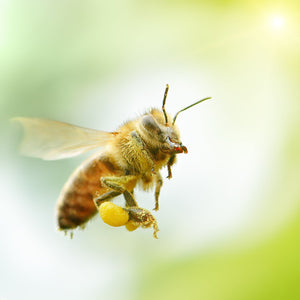 Probiotics Could Help Honey Bees Exposed to Pesticides