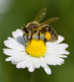 Can Honeybees Benefit from Probiotics?