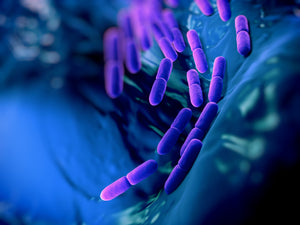 Human Strains, Yogurt Strains? Where Did this Bacteria Come From?