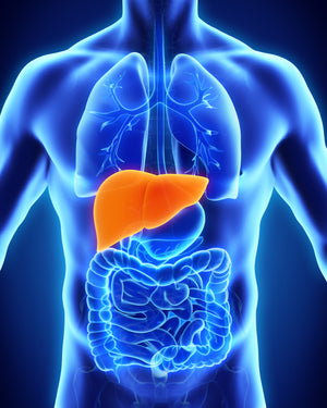 Refresh in the New Year with Probiotics for Liver Health