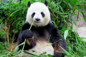 Could Probiotics Save Panda Bears?