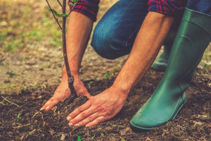 Probiotic Bacteria for… Trees?!