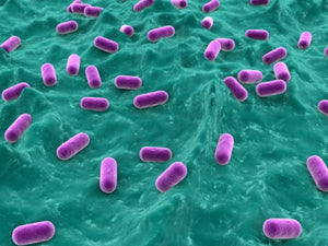 Multi-Strain Probiotics – What Consumers Need to Know