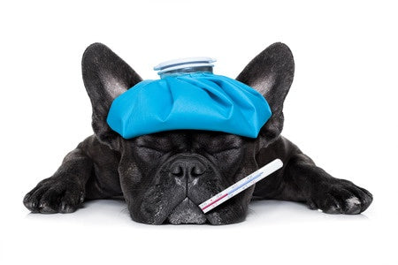 Make Probiotics Part of a Health Strategy during the Cold & Flu Season