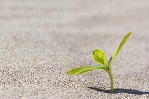 Could Probiotic Covered Seeds Help Conserve Water?