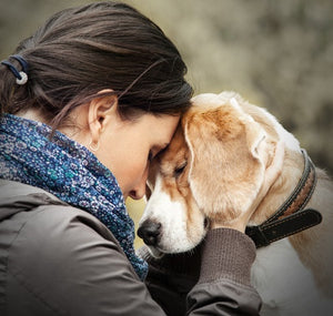Could Your Anxious Dog Benefit from Probiotics?