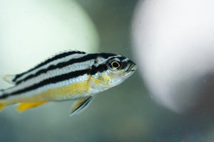 What do Zebrafish, Probiotics and Stress Have in Common? New Research!