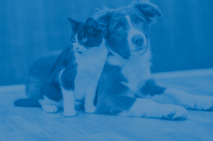 Pets
