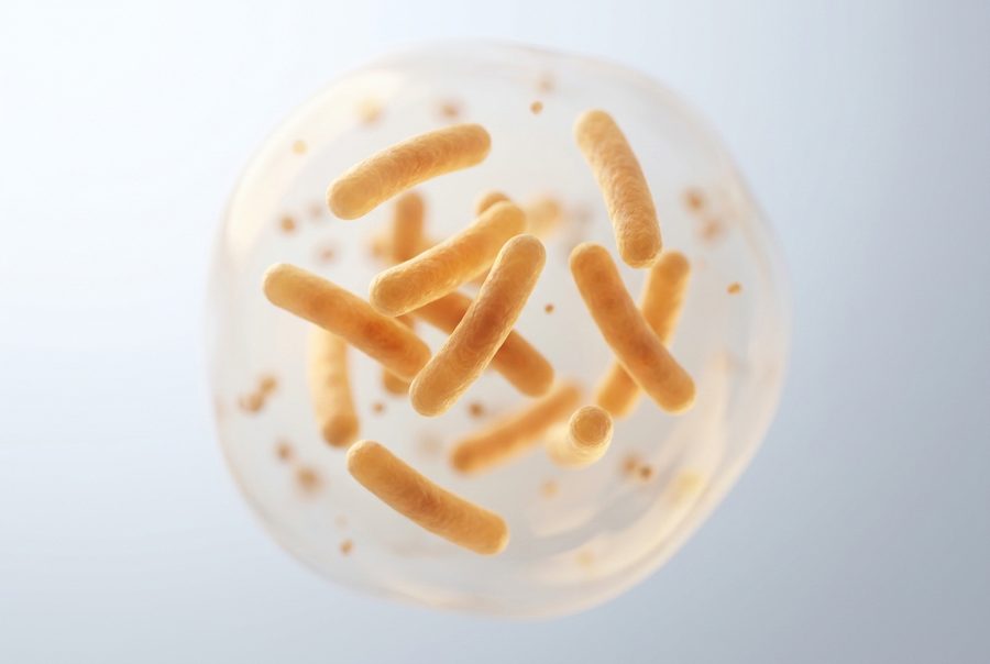 Lactobacillus acidophilus