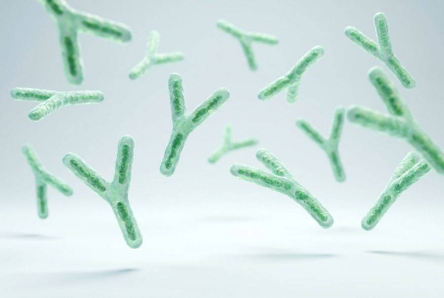 Bifidobacterium bifidum